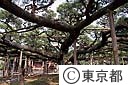 都指定の天然記念物「影向の松」