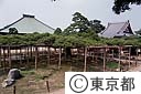 善養寺の「影向の松」都指定の天然記念物