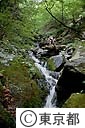 緑の中、川を渡る