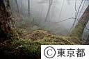 コケ類の多い雲取山の原生林