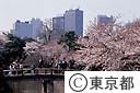 新宿御苑の桜花