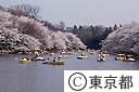 井の頭公園の桜花