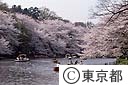 井の頭公園の桜花