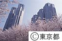 桜と都庁舎（新宿中央公園より）