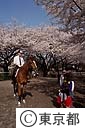 馬事公苑の桜花