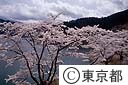 奥多摩湖の桜花