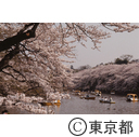 井の頭公園の桜花