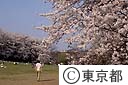 砧公園の桜花