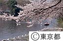 善福寺公園の桜花