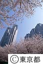 都庁舎と桜花