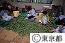 青梅の選別