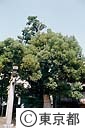 大鳥神社のオオアカガシ