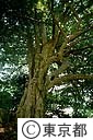 宝珠寺の大カゴの木