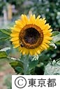 ヒマワリの花