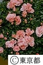 アザリアの花