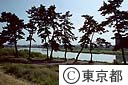 多摩川五本松