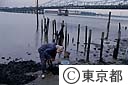 多摩川河口のごかいとり