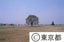 けやきの木（昭和記念公園）