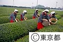 狭山茶のつみとり