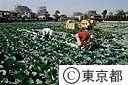 キャベツの取り入れ作業