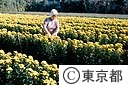三原山噴火で出荷できなかった寒小菊の畑