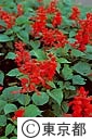 サルビアの花