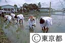 御田植祭