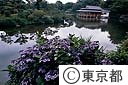 あじさいの花