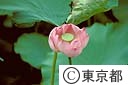 ハスの花