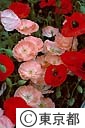 ポピーの花