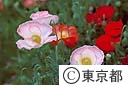 ポピーの花