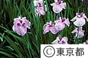 花菖蒲の花