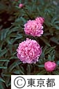 シャクヤクの花