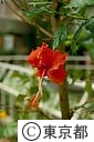 ハイビスカスの花