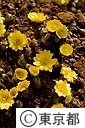 フクジュソウの花