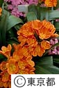 クンシランの花