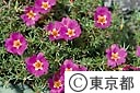 マツバボタンの花