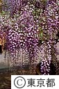藤の花