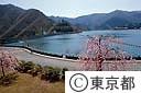 満水の小河内ダムと桜
