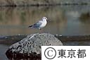 多摩川のユリカモメ