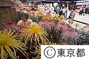 菊花展