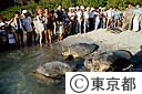 カメの放流