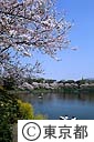 千鳥ヶ淵の桜とボート