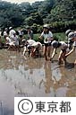 小学生の田植え