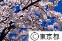 隅田公園の桜の花