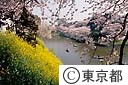 千鳥ヶ淵の桜と菜の花とボート