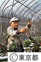 寄せ植え松竹梅を作る