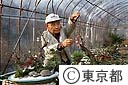 松竹梅の寄せ植えを作る