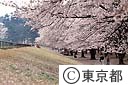 多摩湖の桜