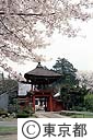桜と山門